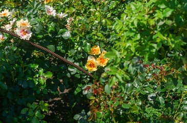 Yellow flowers among green leaves. Yellow flowers grow from a bush in the garden