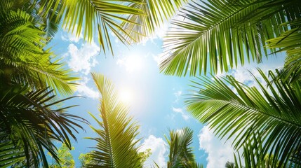 Naklejka premium A sunny tropical background with palm trees and a blue sky. A view from below