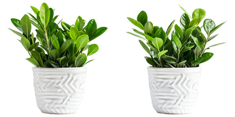 Obraz premium Zamioculcas zamiifolia that growth and pot ceramic white isolated on white background 