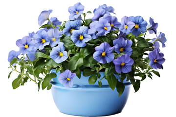 A Bountiful Bouquet of Periwinkle Pansies in a Powder Blue Pot on a White or Clear Surface PNG Transparent Background