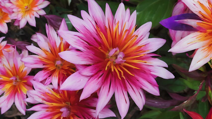 Fototapeta premium Close-ups of colorful flowers or unique plant species.