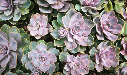 Pink blue Echeveria Succulent plant, close up, banner. Beautiful green purple Succulent Echeveria Perle. Echeveria Lola with pale gray-blue leaves with a delicate blush of pinkish-violet.