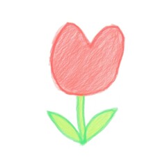 Tulip flower petal plant.