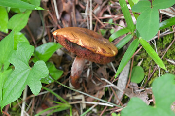 パンケーキのようなイグチ科のキノコ