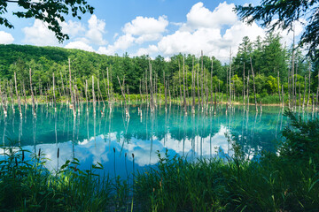 Beautiful Blue Pond, aoi-ike, aoiike, in summer Biei, Hokkaido, Japan.