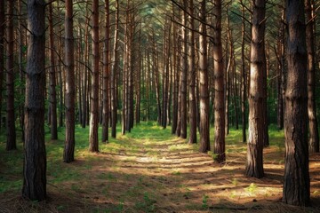 Obraz premium Pine forest outdoors woodland nature.