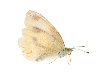 Small white butterfly isolated on white background, Pieris rapae