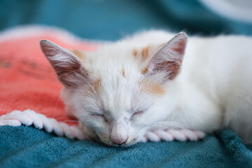 a white cat cat resting, sleeping on a furry rug.	