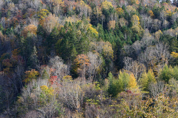 北海道十勝の紅葉風景