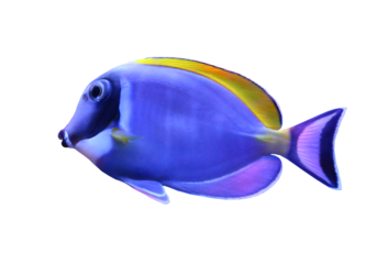 Acanthurus leucosternon with transparent image of PNG.