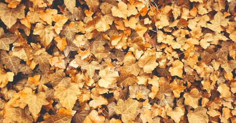Top view of yellow orange leaves fallen from the tree on the ground. Wet and colourful red brown leaf on the floor in rainy day in Autumn, Nature pattern texture background.