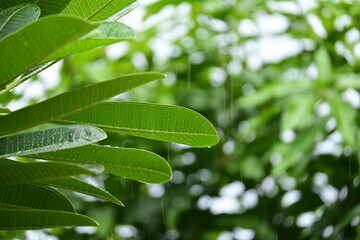 beautiful green leaf texture in springtime, water drop on frangipani leaves