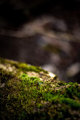 macro of green moss and other small green plants on a piece of wood