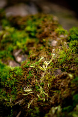 macro of green moss and other small green plants on a piece of wood