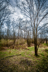 thin bare trees, among yellow-green grass, with a gloomy gray sky in the background