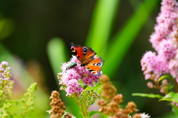 ホザキシモツケに止まるクジャクチョウ