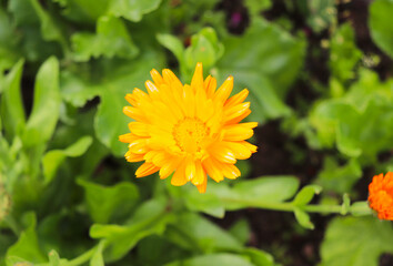 medicinal calendula flowers among green grass