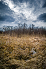 Fototapeta premium a small swamp among the reeds, with bare trees in the background and a gloomy gray sky