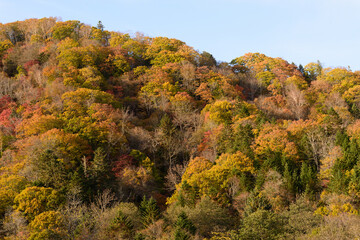 北海道十勝の紅葉風景