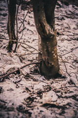 tree pillar covered with green moss, around which there are white dry leaves, in the autumn forest