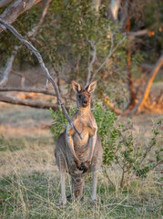 Cute wild young kangaroo grazing close-up, animal portrait, Australian wildlife