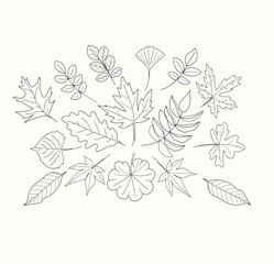 Fototapeta premium collection forest foliage natural leaves herbs in line style. Isolated on white background. Decorative beauty elegant illustration for design hand drawn flower.