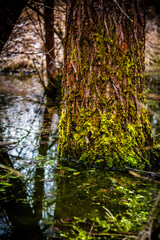 tree pillar growing in a swamp, covered with green moss in the autumn forest