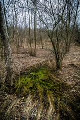 a small swampy pond in the forest surrounded by bare trees and dry grass against the background of a gray gloomy sky