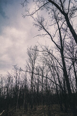 black and white bare tree branches reaching towards the gray and gloomy sky