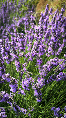 Lavender field in the summer. Lavender fields, grass, purple aromatic plant, lavender bush, Provence, simmer flowers, closeup lavender detailed.