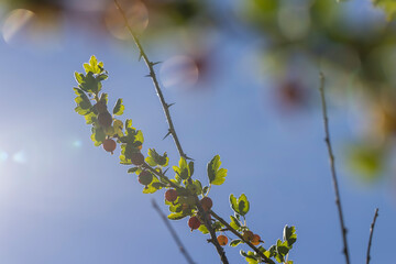 unripe gooseberries in the garden in summer