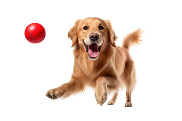 A Golden Retrievers Joyful Pursuit of a Red Ball in Mid-Air on a White or Clear Surface PNG...