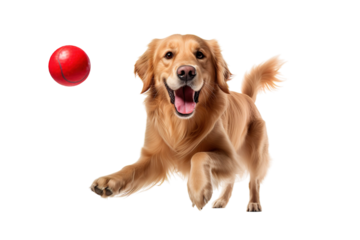 A Golden Retrievers Joyful Pursuit of a Red Ball in Mid-Air on a White or Clear Surface PNG Transparent Background.