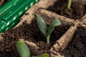 the first sprouts of pumpkin and watermelon in paper pots