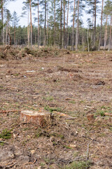 pine forest in Europe during the logging of pine logs