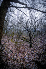 bare trees growing in a forest ravine, showered with leaves, against the backdrop of the sunset sky