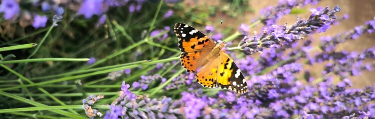 Lavender field in the summer with butterfly banner. Lavender fields, grass, purple aromatic plant, lavender bush, Provence, simmer flowers, closeup lavender detailed.
