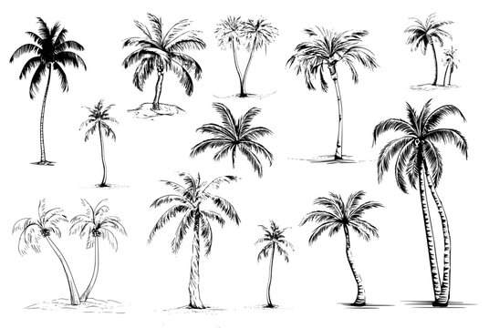 Hand drawn coconut palm tree illustrations on a white background, capturing intricate details of these iconic trees