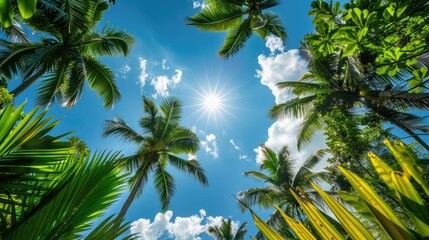 A sunny tropical background with palm trees and a blue sky. A view from below