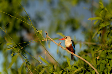 malachite kingfisher in Samburu national park