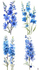 Set Of  Delphinium Flower Watercolor Illustration On White Background