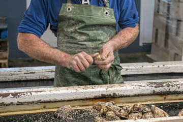 cleaning oysters on an oyster farm