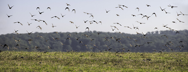 flight of starlings in a field