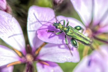 metallic green beetle on a pink flower