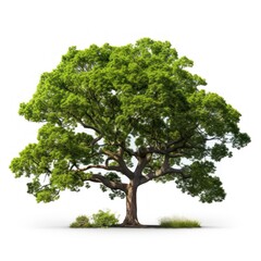 Obraz premium Tree plant white background tranquility.