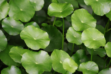 Water Pennywort, large and small round leaves, green in a wide garden in the afternoon.

