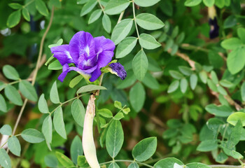 Clitoria ternatea has deep purple blooms and pods on a climbing vine with green leaves in the garden.