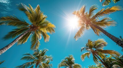 A sunny tropical background with palm trees and a blue sky. A view from below