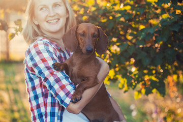 dachshund playing with his owner in a sunny summer park