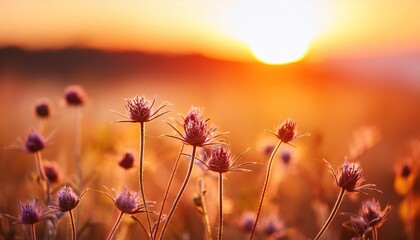 art wild flowers in a meadow at sunset macro image shallow depth of field abstract august summer nature background